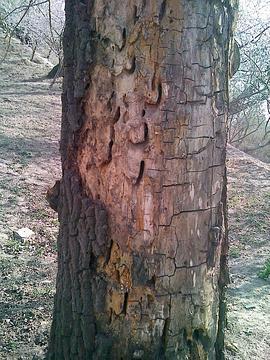 刑事調查大揭祕 第二季 / Forensic Firsts Season 2線上看