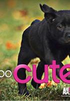 萌寵成長記 第二季 線上看