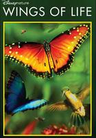 生命之翼(Wings of Life) 線上看