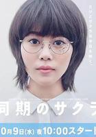 同期的小櫻 / 同期のサクラ 線上看