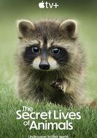 動物的祕密生活 線上看